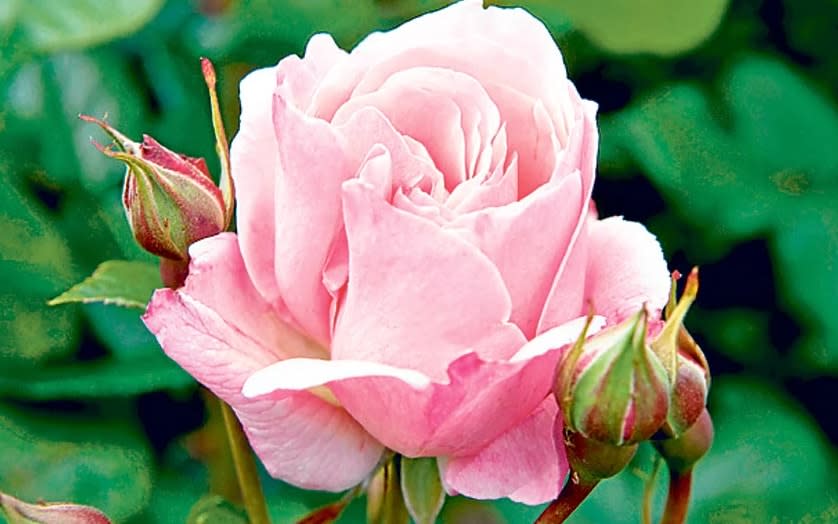 Queen Elizabeth Rose - Alamy