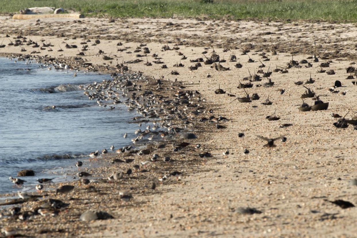 Hundreds of overturned horseshoe crabs lie exposed to the sun after a night of spawning while feeding turnstones, sanderlings and other shorebirds gorge on unburied crab eggs on the public Slaughter Beach in the Delaware Bay Delaware. Most crabs were soon