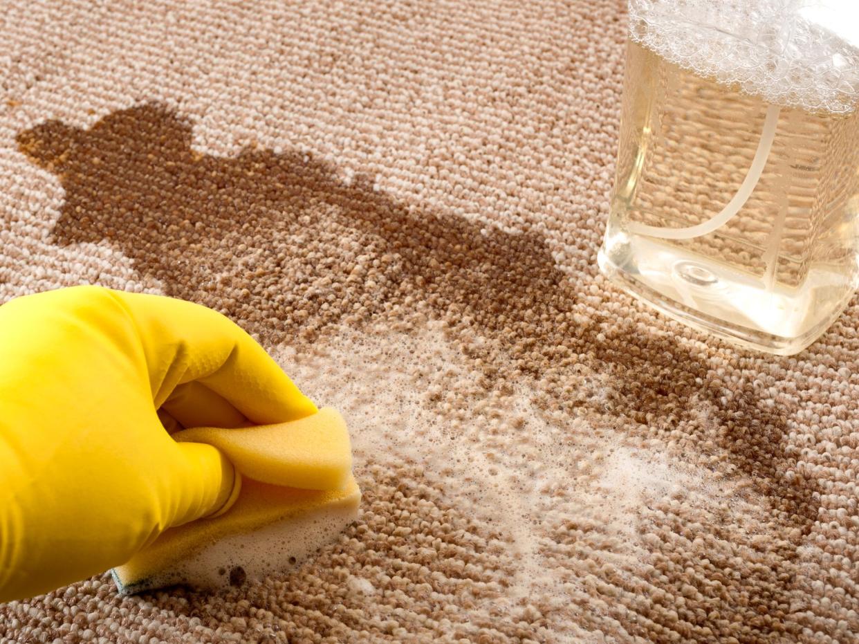 House cleaning and scrubbing the floor concept with close up of a hand wearing yellow rubber gloves cleaning up a spilled cup of coffee on a carpet with a sponge and a bottle of carpet cleaner
