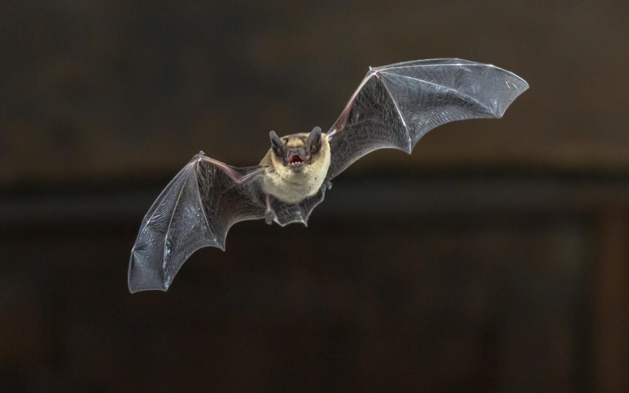 Pipistrelle bat