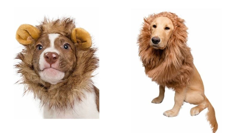 Turn your pet into king of the jungle, in sizes small or large.