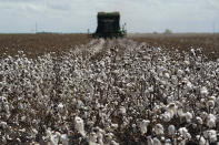 Cotton is harvested on the farm of Billie D Simpson, Wednesday, Sept. 15, 2021, in San Benito, Texas. Across the Rio Grande Valley, a multimillion-dollar crop industry and fast-growing cities get water from an irrigation system designed nearly a century ago for agriculture. (AP Photo/Eric Gay)