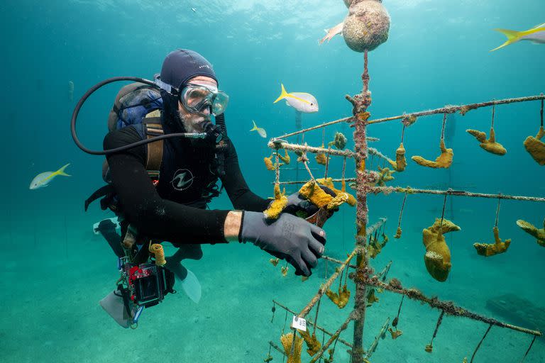 Ken Nedimyer, fundador de Reef Renewal USA, corta piezas de coral de un vivero en los cayos de Florida