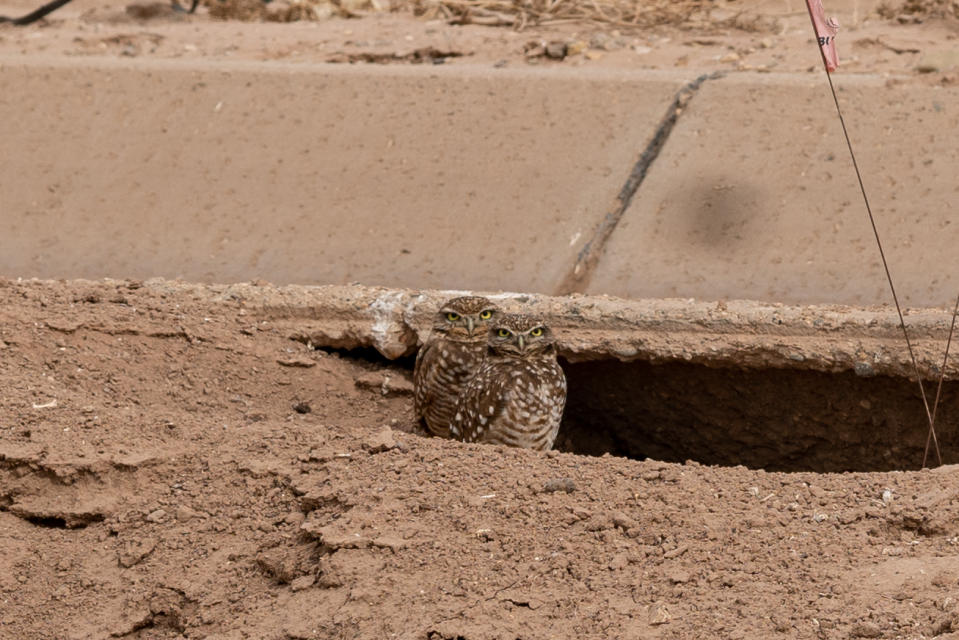 Burrowing Owls - Imperial Valley - California - Extraordinary Birder with Christian Cooper - National Geographic