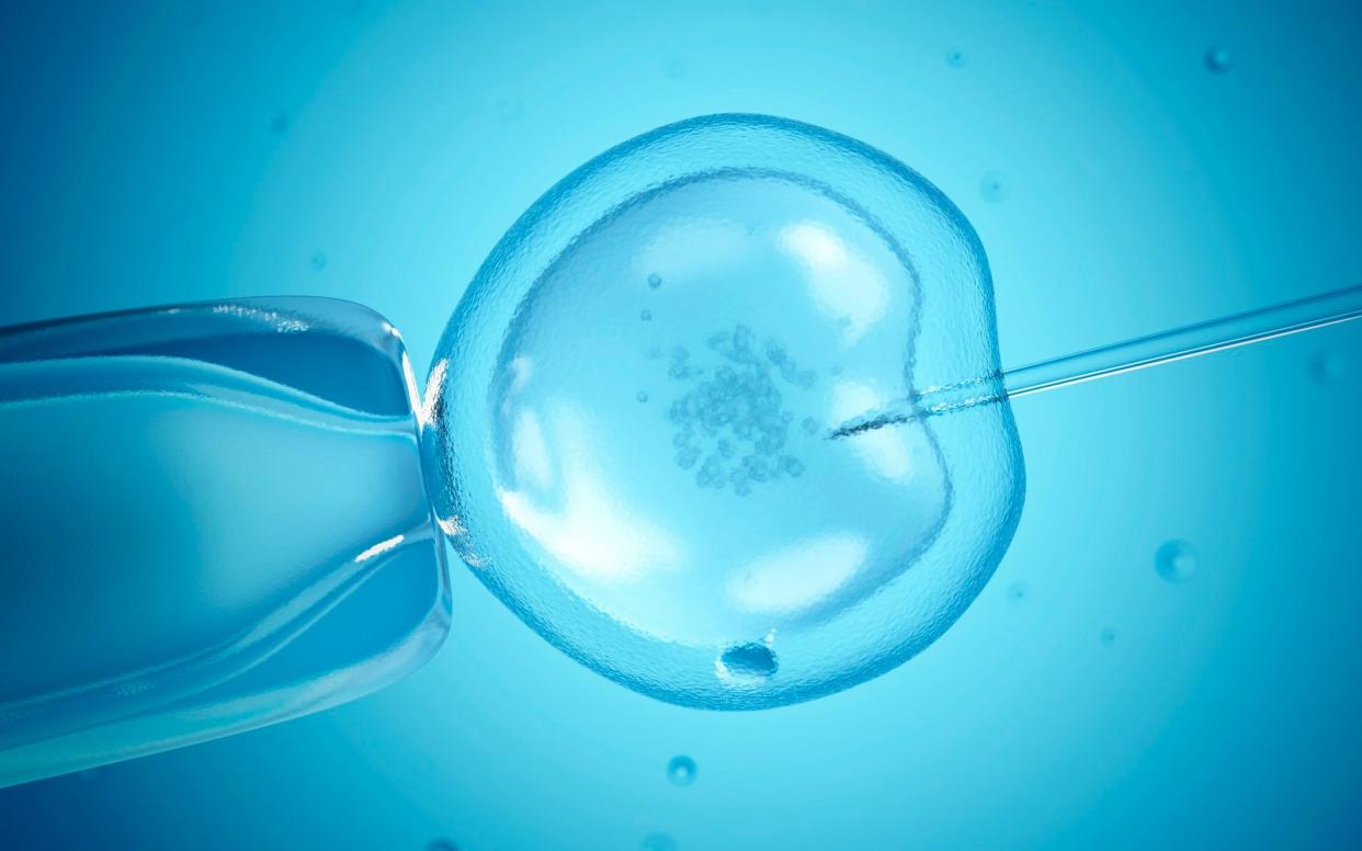 An egg undergoing In vitro fertilisation - Science Photo Library/SEBASTIAN KAULITZKI