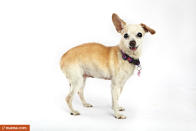 Meet Addison, a contestant in the World’s Ugliest Dog Contest. The contest, currently in its 25th year, is on at the Sonoma-Marin Fair in Petaluma, California, on Friday, June 21. The winner will be given $1,500. Eight-year-old Chinese Crested pooch named Mugly won the crown in 2012. Photo courtesy of the World’s Ugliest Dog ® Contest, June 21, Sonoma-Marin Fair, Petaluma, California.