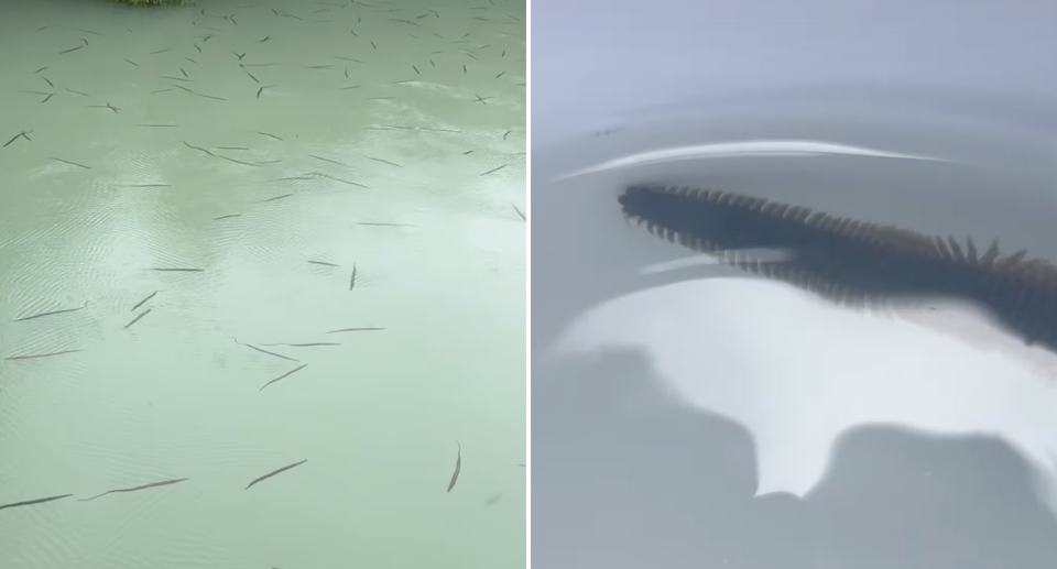 Images of the dark coloured ragworms swimming in water. They appear to have hundreds of little legs like a centipede.