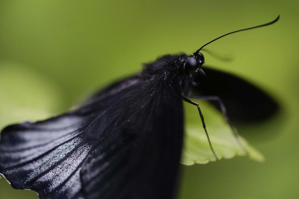 A male Papilio lowi butterfly appears on a leaf at the greenhouse of the Museo delle Scienze (MUSE), a science museum in Trento, Italy, Monday, May 6, 2024. The Butterfly Forest was created to bring public awareness on some of the research that MUSE is doing in Udzungwa Mountains to study and protect the world’s biodiversity against threats such as deforestation and climate change. (AP Photo/Luca Bruno)