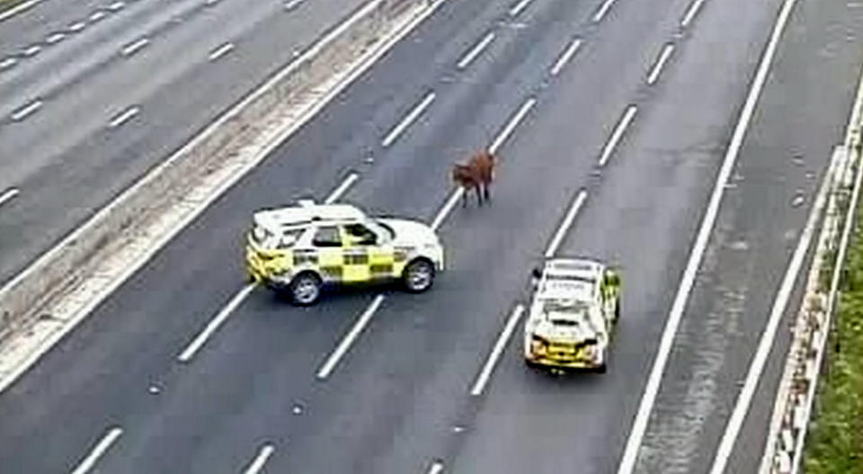 A cow was spotted on the M25. (SWNS)