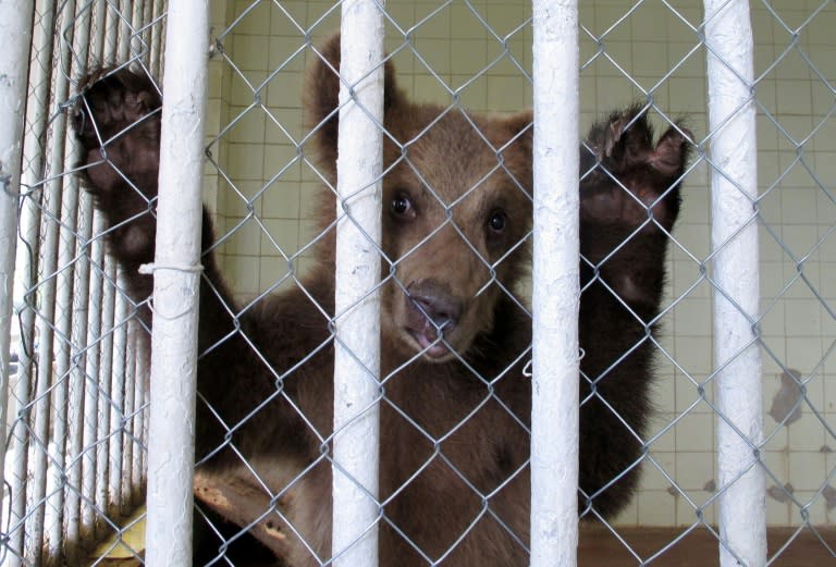 The director of Tirana's small zoo, Mirjam Kastrati, said space for rescued bears was limited