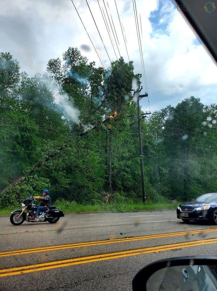 A tree knocked into a power line, catching fire.