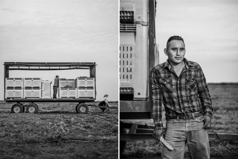 Left, harvested cilantro. Right, Antonio, 28, has been working in the fields for half his life.