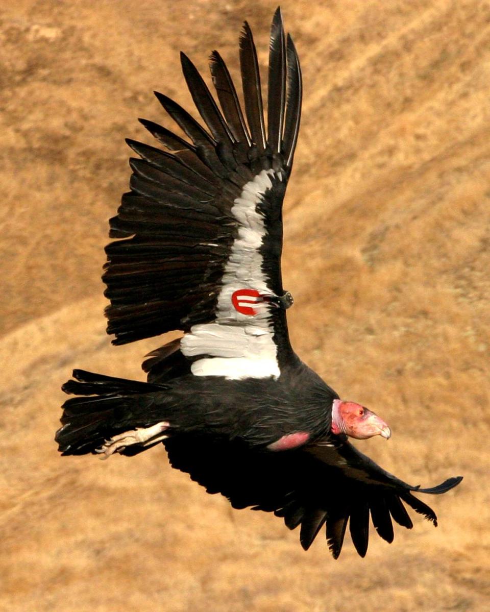 A California condor flies free in the wild. The enormous, critically endangered birds are at risk of contracting highly pathogenic avian influenza.