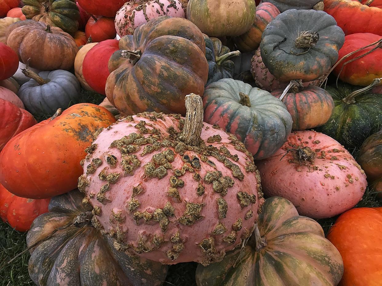 Pumpkins on display at the Knox County Scenic Drive. [REGISTER-MAIL FILE PHOTO]