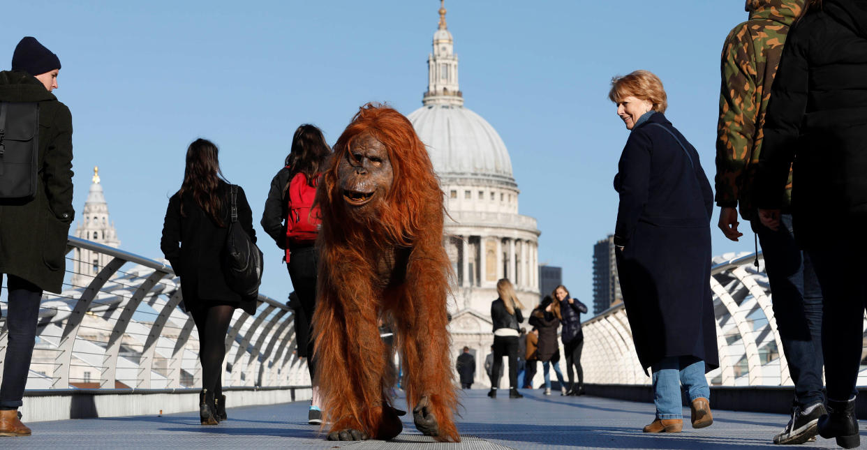 Iceland ‘abandoned’ the furry friend. (PA Images)