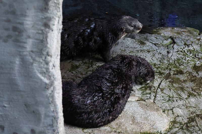 Sea Otters at the Aquarium of the Pacific, in Long Beach