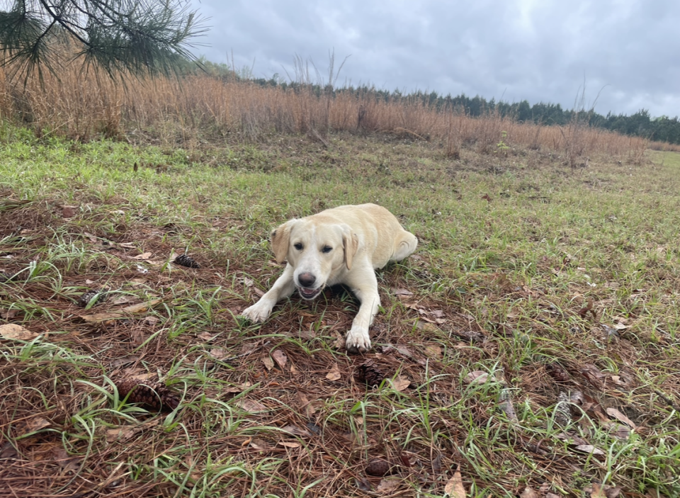 Sunny, a 10-month-old lab, will forever have a unique rescue story after Bluffton native, Robin Boeke of Grace Farm Animal Rescue in Islandton, spotted him curled up against and refusing to leave the side of his friend — a dead deer.