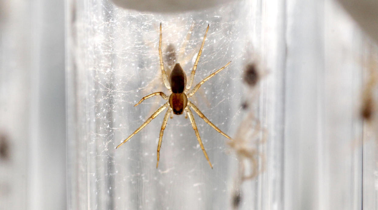 Some of the 400 baby Fen Raft spiders - one of the UK's rarest species - being hand reared in test tubes at Chester Zoo, ahead of their release later this year as part of a conservation aimed at stemming their decline.   (Photo by Peter Byrne/PA Images via Getty Images)