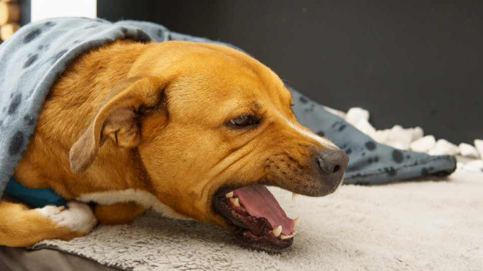 Dog laying down coughing