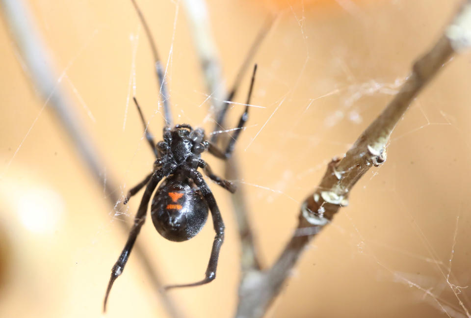 Black widow spiders are much more dangerous than false widows if they bite, but are not native to the UK. (Getty Images)