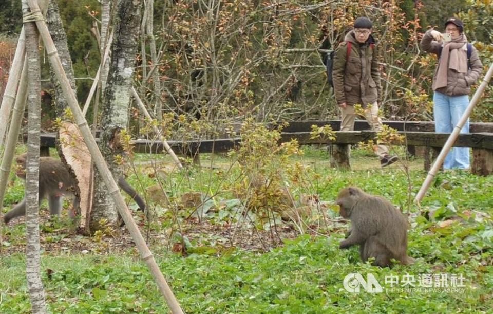 人猴衝突增加 阿里山林管處要建立共存模式