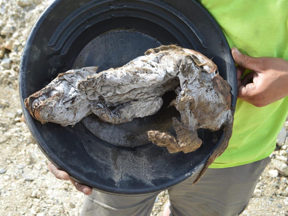 yukon wolf pup permafrost mummy