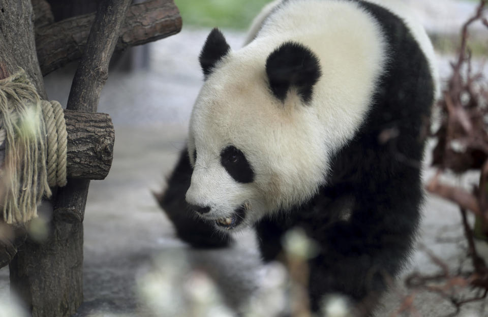 In this picture taken trough a window female panda Men Meng walks in its enclosure at the Zoo in Berlin, Germany, Friday, April 5, 2019. (AP Photo/Michael Sohn)