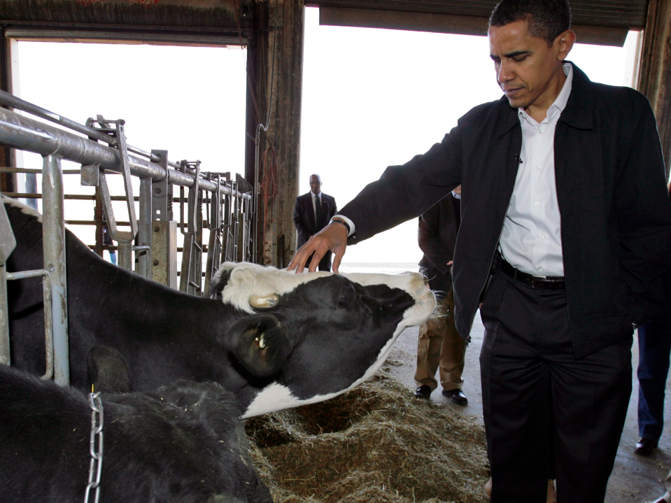 obama cow