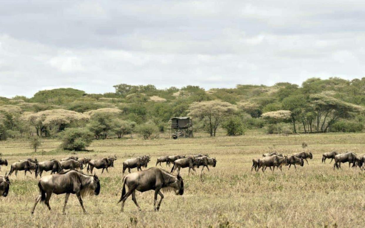 A tent in the background as wildebeest roam on a plain