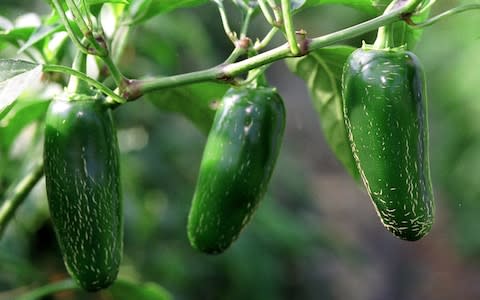 Jalapeno chillies - Credit: Christopher Jones