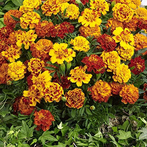 9) Outsidepride Marigold Flower Seed Mix