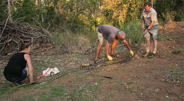 The snake is 4.6metres long. Source: David Barwell