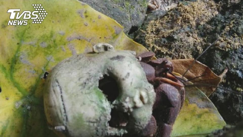 4年前在綠島就曾發現過「鬼頭娃娃」。圖／TVBS資料照