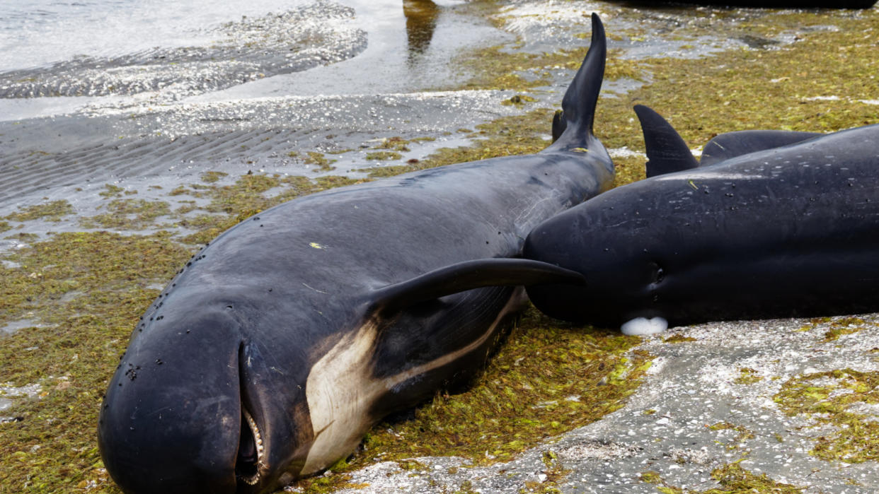  A pilot whales lies stranded on a beach. 