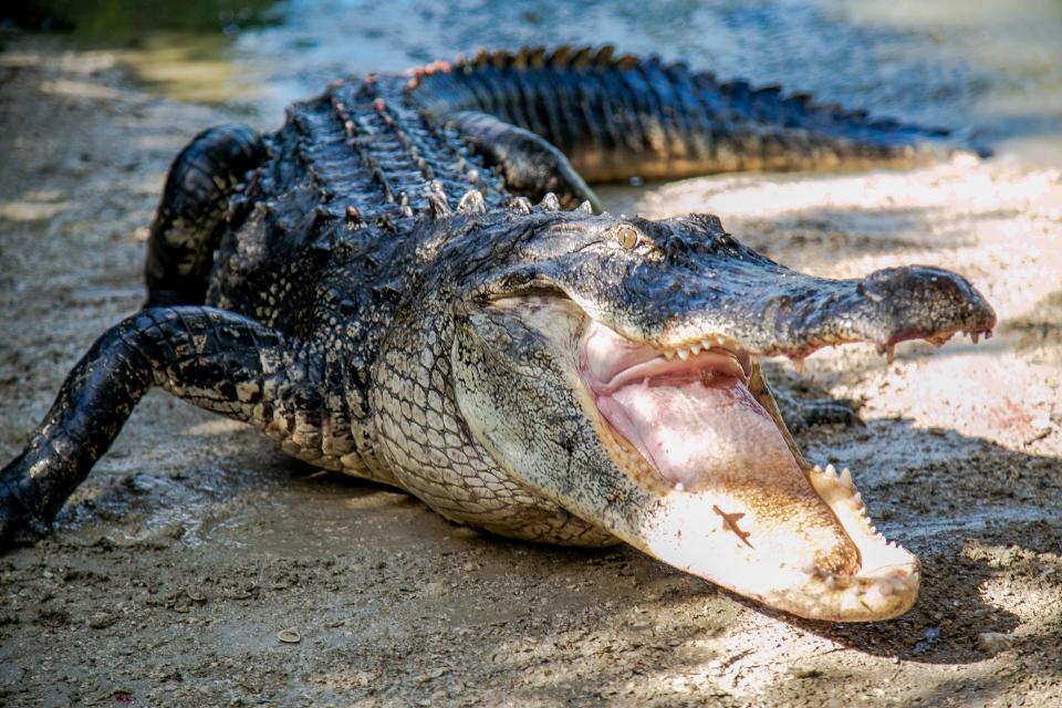 If you want to expand your Orlando visit beyond the area's theme parks, try a wildlife experience at Gatorland.