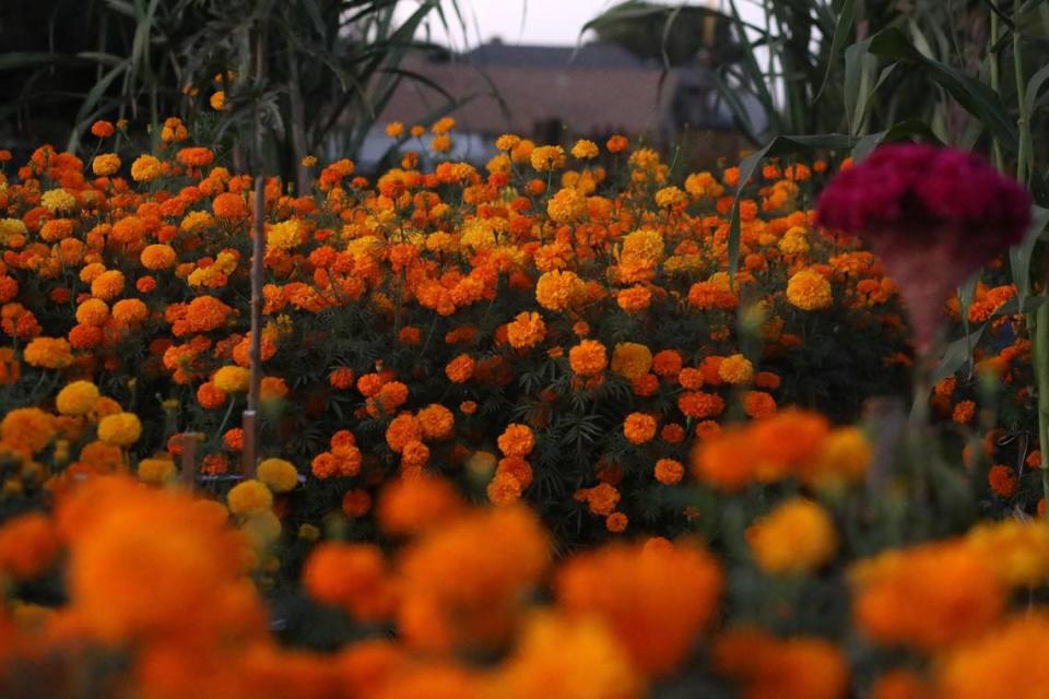 Fresno Metro Ministry's community garden at the corner of Poplar and Belmont avenues –filled with the vibrant orange color in different shades of the 'cempasúchil' flower– on Oct. 24 in Fresno.