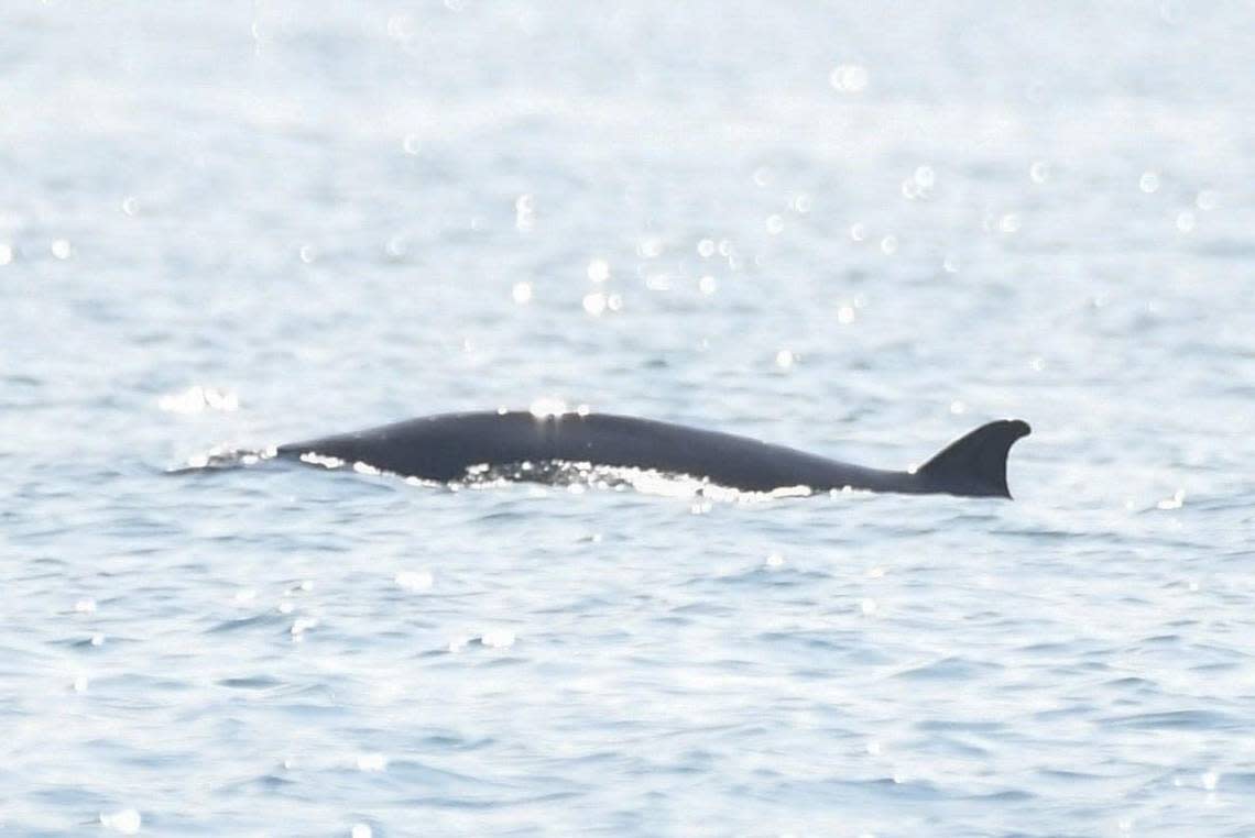 The Sowerby’s beaked whale spotted in the shallow waters near New Quay.