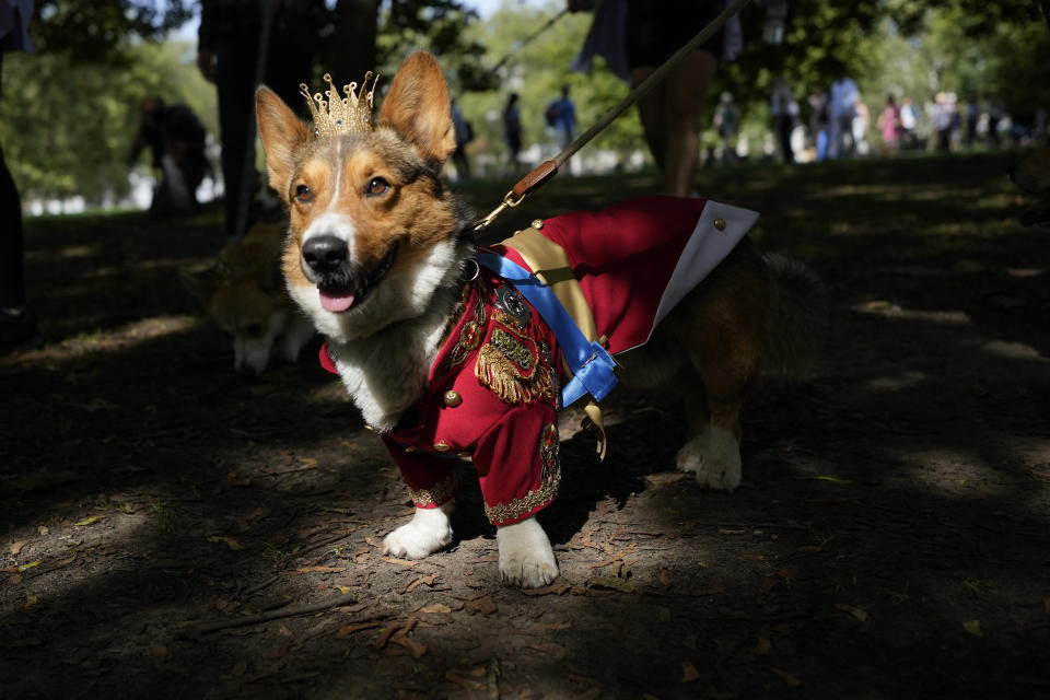 Ruffus a Cardiganshire Corgi participa en un desfile de perros corgi en memoria de la difunta reina Isabel II, frente al Palacio de Buckingham, en Londres, el 3 de septiembre de 2023. (Foto AP/Alastair Grant)