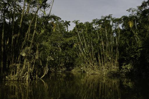 Vista de un lago en la reserva amazónica Parque Nacional Yasuni, provincia de Orellana, Ecuador, el 10 de noviembre de 2012. (AFP | Pablo Cozzaglio)