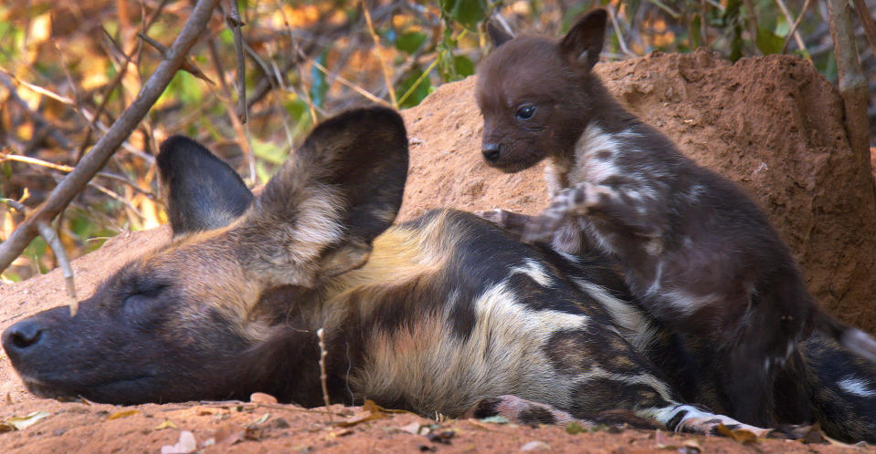 The tiny pup was swallowed by a crocodile. (BBC Pictures)