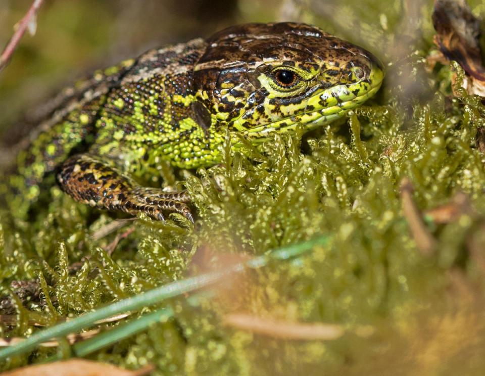 Spot lizards in the wild (© Josh Phangurha / @phangurha_nature)