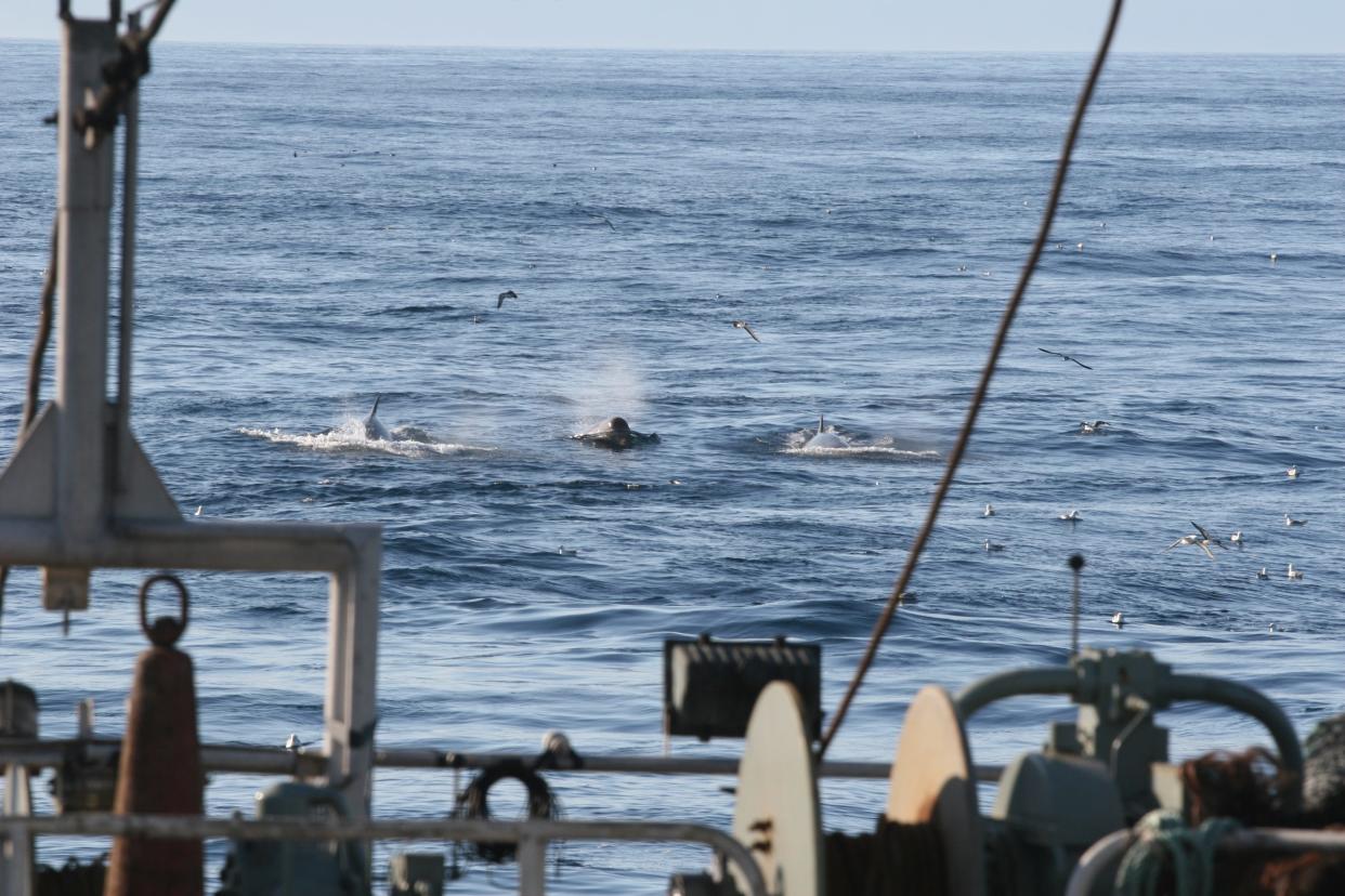 Whales following a fishing trawler to catch escaped fish.