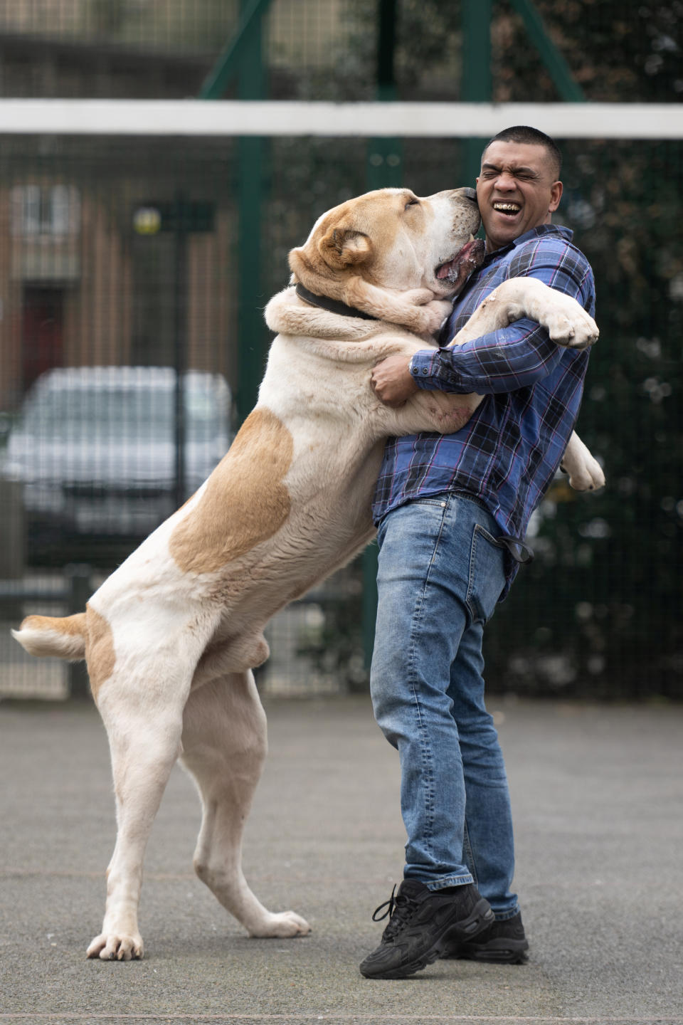 Jamal Miah with Kenzo, a central asian shepherd dog who weighs a whopping 85 kilos. (SWNS)