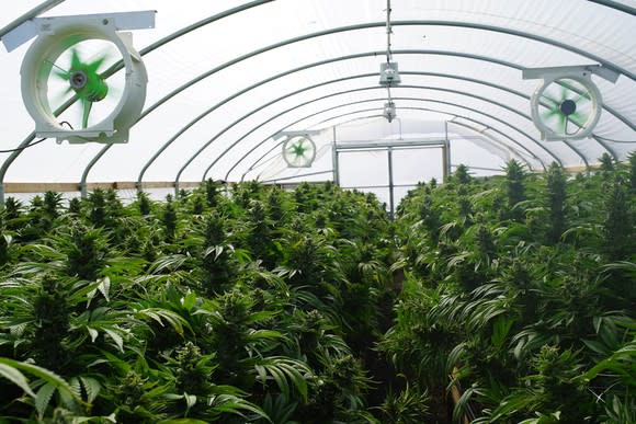 Marijuana growing in a greenhouse.