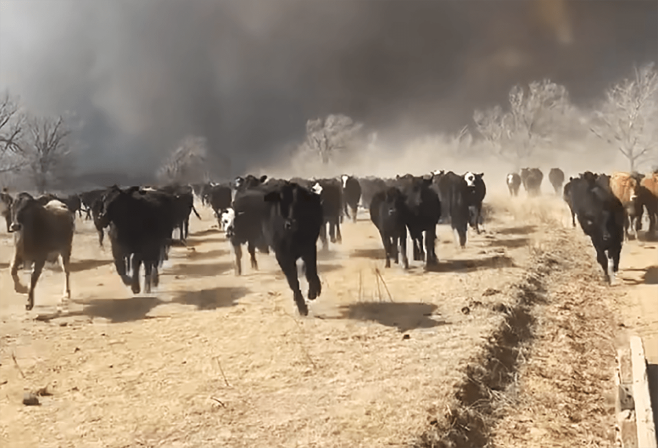 Cattle running through smoke from fires in Stinnett, Texas on Feb. 26, 2024.  (Katlyn Butler)