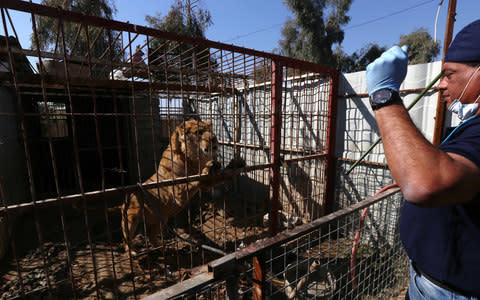 Khalil first encounters Simba the lion, abandoned in his cage in Mosul zoo, in February - Credit: Getty images 