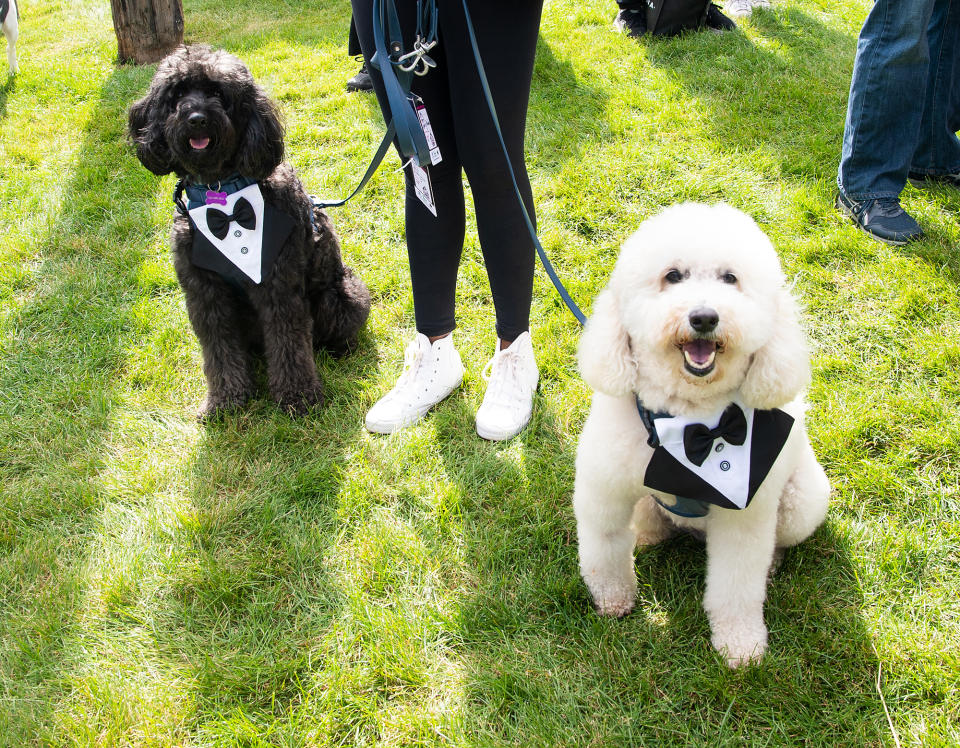 Pups Say 'I Do' at the Latest Attempt for the World's Largest Dog Wedding: See the Paw-dorable Pics!