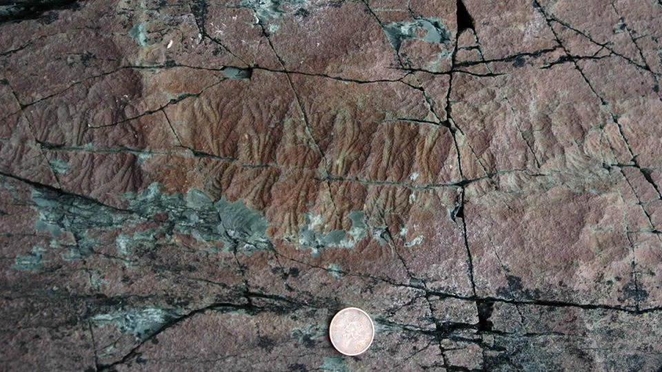 A 565 million-year-old fossil of an Ediacaran animal, called Fractofusus misrai, was found at the Mistaken Point Formation in Newfoundland, Canada. - Shuhai Xiao/Virginia Tech