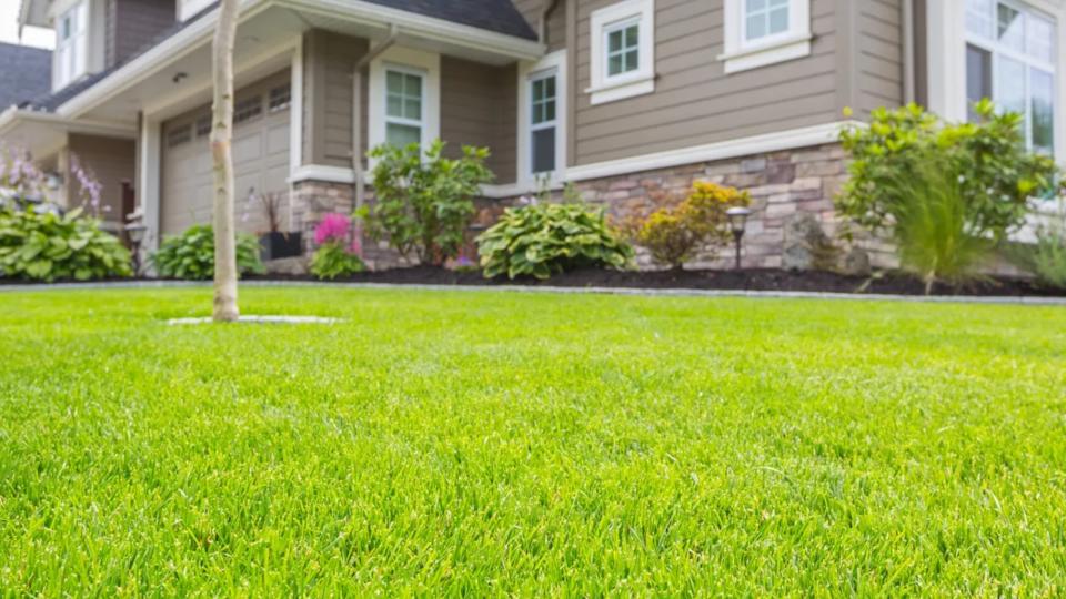  Green grass in front yard . 