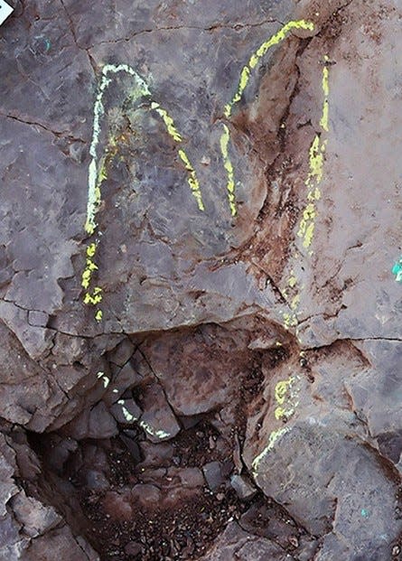The new species appears to have been 15 feet long, based on its 13-inch footprint.